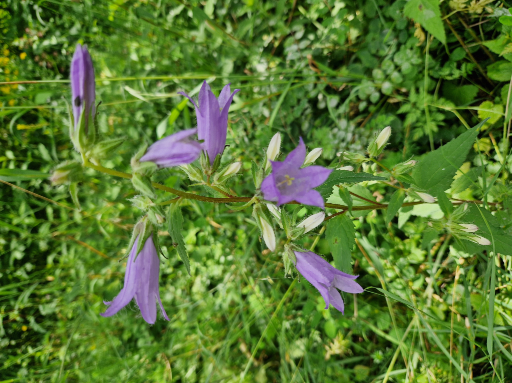 Kroužky 